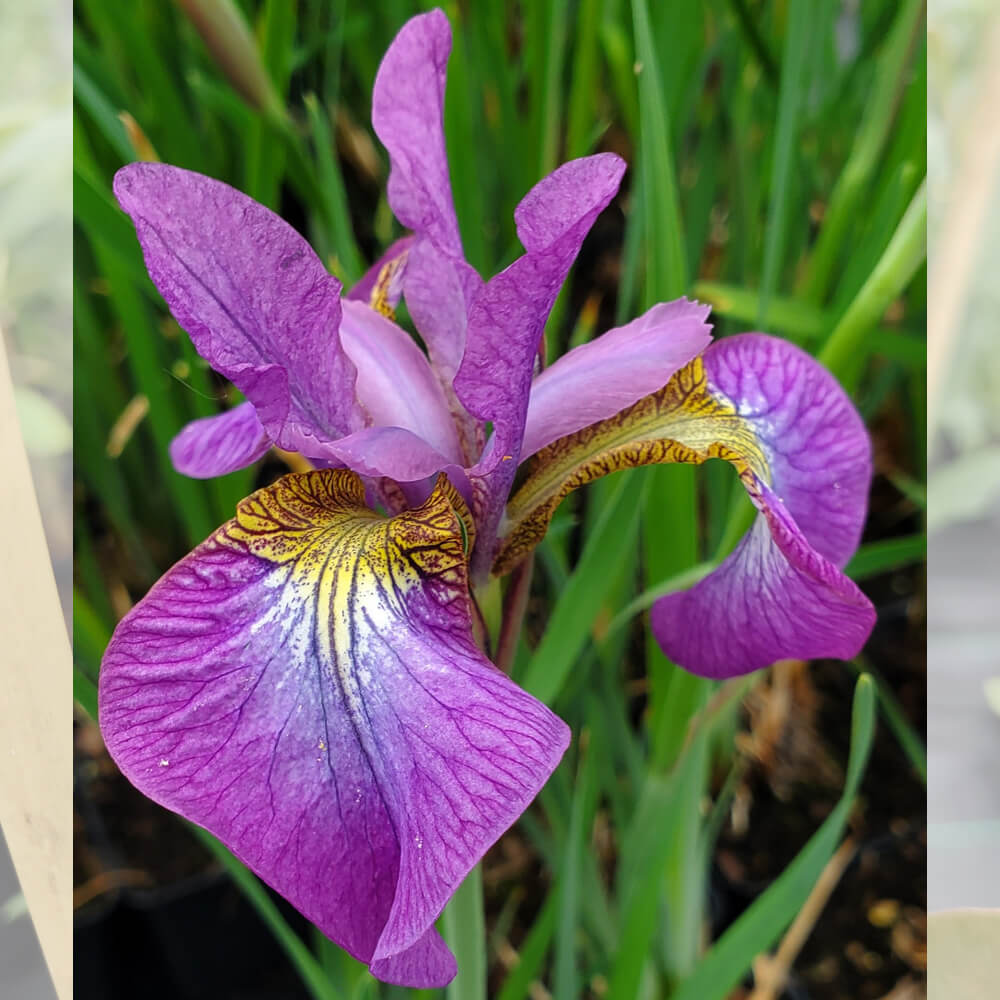 iris-sparkling-rose