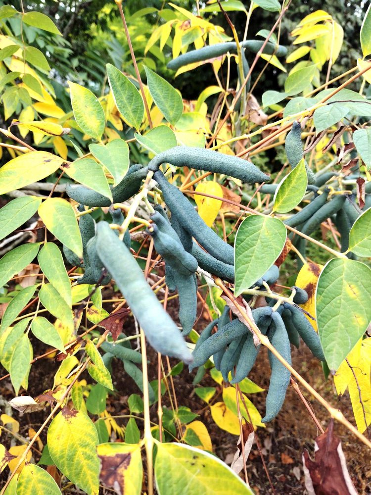 IMG_20250820_122954_edit_25730994139767