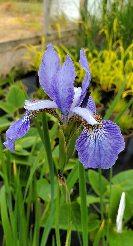 Iris ‘Papillon’