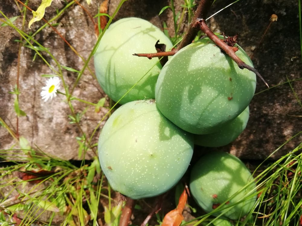 chaenomeles cathayensis