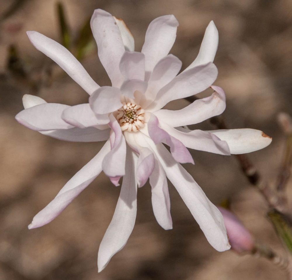 stellata Jane Platt 7